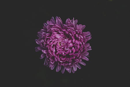 Purple Petaled Flower thumbnail