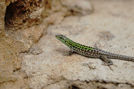 shallow focus photography of green and brown reptile thumbnail