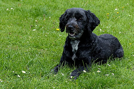 black dog lying on grass field during daytime thumbnail