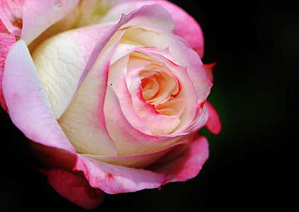 close up photo of pink rose thumbnail
