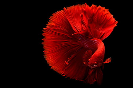 Red Betta Fish thumbnail