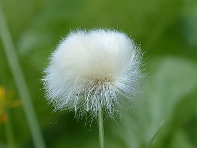 shallow focus photography of white flower thumbnail