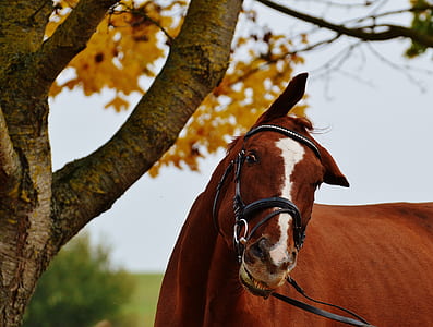 selective focus photo of brown horse beside tree thumbnail