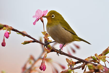 brown bird on tree branch thumbnail