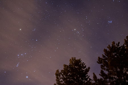 trees under starry sky thumbnail