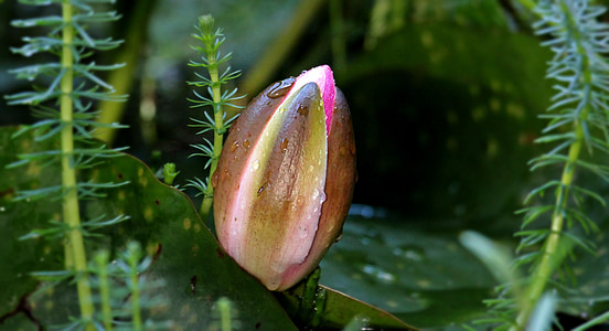 micro photography of brown leaf plant thumbnail