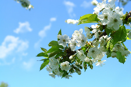 white cherry blossom flowers thumbnail