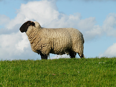 gray sheep standing on green grass thumbnail