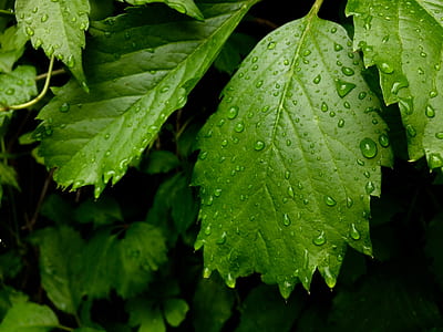 shallow focus photography of green plants thumbnail