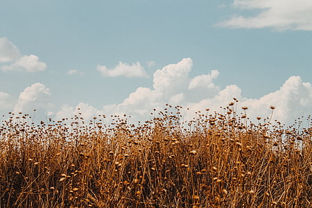 brown grass field under cloudy sky thumbnail
