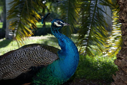 close up photography of male Indian peafowl thumbnail