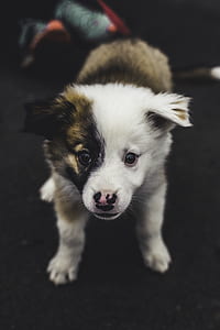 short-coated tan and white puppy thumbnail