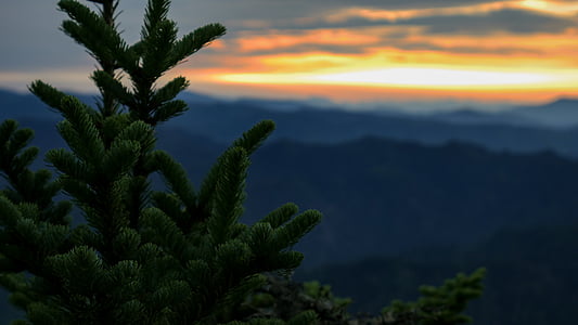 green tree during golden hour thumbnail