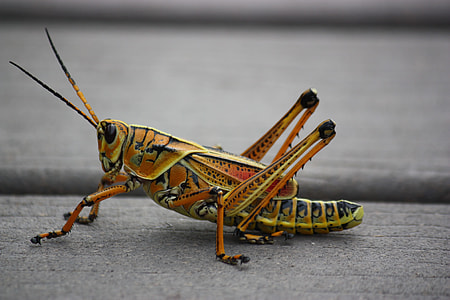 closeup photo of brown and yellow grasshopper thumbnail
