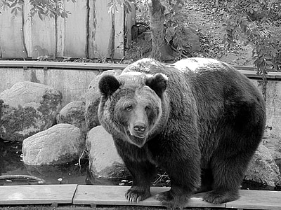 black bear thumbnail
