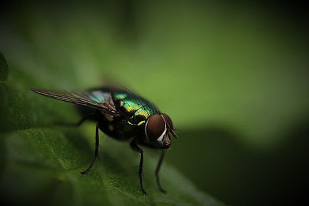bottle fly perched on green leaf closeup photography thumbnail