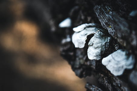 tree, bark, woodland, forest thumbnail