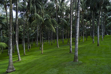 green grass field thumbnail
