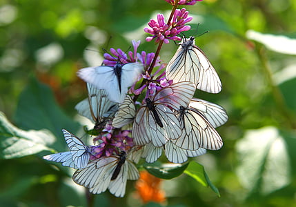 white butterflies selective focus photography thumbnail