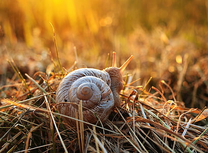 selective focus photo of brown snail on brown grass at daytime thumbnail