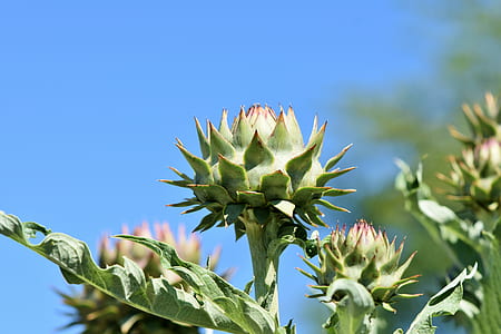 close up photo of green leafed plant thumbnail