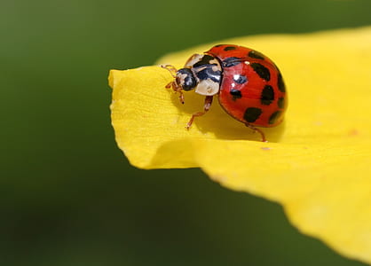 red ladybird on yellow petal thumbnail