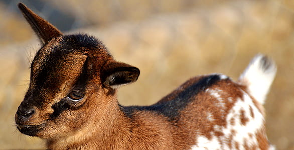 selective focus photography of goat kid thumbnail