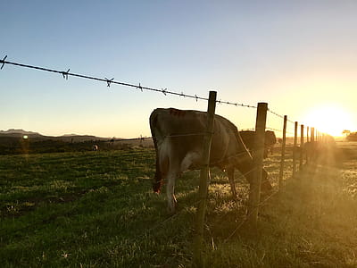Animal Beside Fence thumbnail