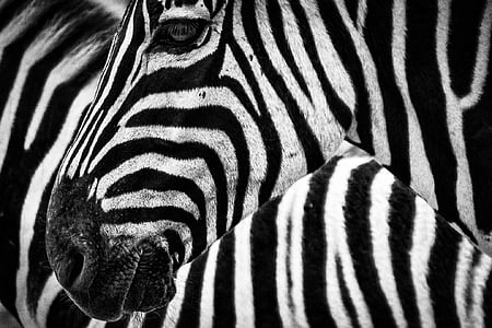 closeup photo of zebra thumbnail