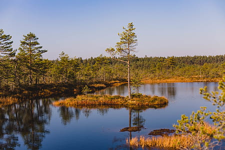 Tree in Middle of Water thumbnail