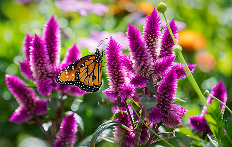 Danaus plexippus butterfly perching on purple flower thumbnail