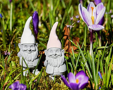 two garden gnomes beside purple crocus flower at daytime thumbnail