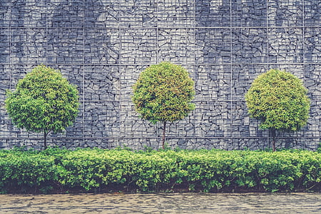 green leaved trees and plants thumbnail