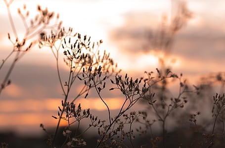 brown dried leaves under sunset thumbnail