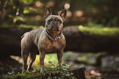 adult brindle French bulldog thumbnail