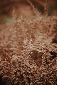 dried fern plant thumbnail