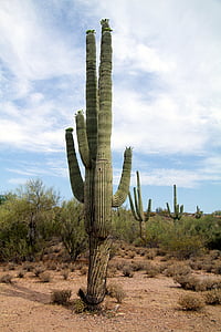 green cactus on desert surrounded by green grass at daytime thumbnail