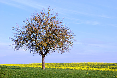brown leafed tree on green grass at daytime thumbnail