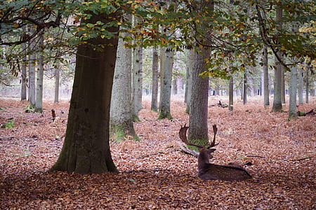 brown moose thumbnail