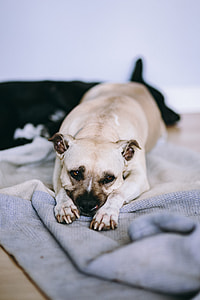 Old cute dog laying on the bed thumbnail