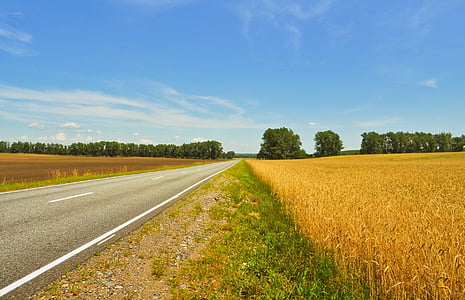 wheat grass thumbnail