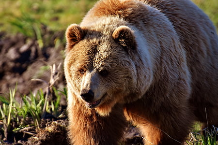 brown bear on ground thumbnail