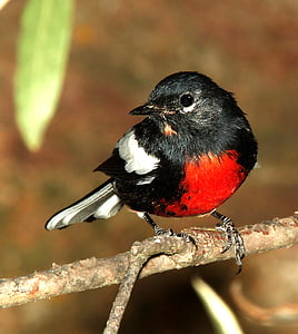 black and red bird perch on tree branch thumbnail