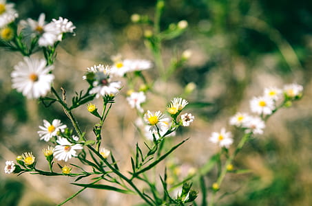 white flowers during daytime thumbnail