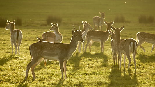 herd of deer on grass thumbnail