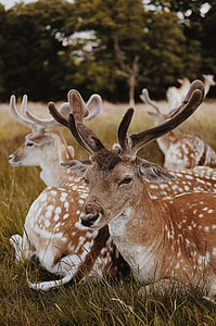 Deer in Richmond Park thumbnail