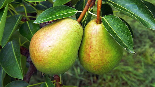 two green fruits thumbnail
