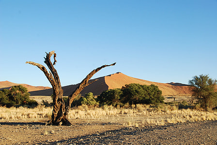 dead brown tree thumbnail