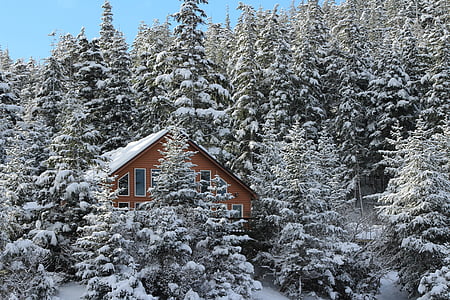 brown house at the middle of forest thumbnail