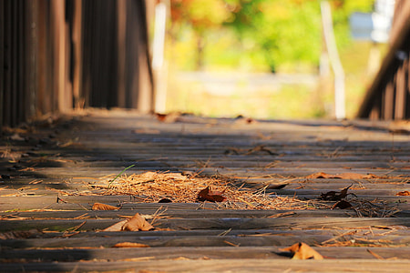 dried leaves on the floor close up photography thumbnail